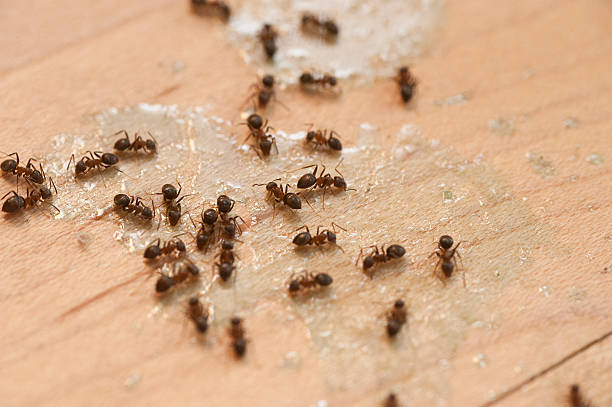 Best Best Pest Control Companies  in Deforest, WI