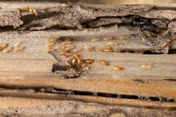 Best Wildlife Control Services  in Deforest, WI